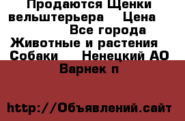 Продаются Щенки вельштерьера  › Цена ­ 27 000 - Все города Животные и растения » Собаки   . Ненецкий АО,Варнек п.